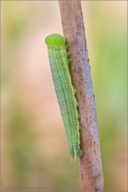 Raupe Rotbraunes Wiesenvögelchen (Coenonympha glycerion) 03