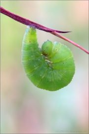 Raupe Rotbraunes Wiesenvögelchen (Coenonympha glycerion) 05