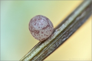 Großes Wiesenvögelchen Ei (Coenonympha tullia) 01