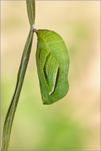 Großes Wiesenvögelchen Puppe (Coenonympha tullia) 08