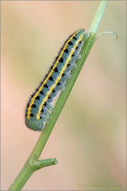 Hufeisenklee-Gelbling Raupe (Colias alfacariensis) 03