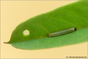 Postillon Raupe (Colias croceus) 17