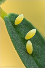 Goldene Acht Ei (Colias hyale) 06