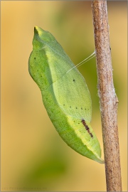 Goldene Acht Puppe (Colias hyale) 13