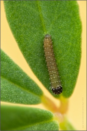 Goldene Acht Raupe (Colias hyale) 08