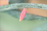 Alpen-Gelbling Ei (Colias phicomone) 01