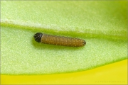 Alpen-Gelbling Ei-Raupe (Colias phicomone) 02