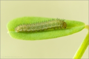 Alpen-Gelbling Raupe (Colias phicomone) 03