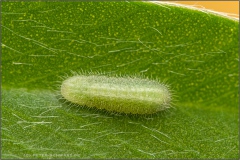 Kanarischer Bläuling Raupe (Cyclyrius webbianus) 07