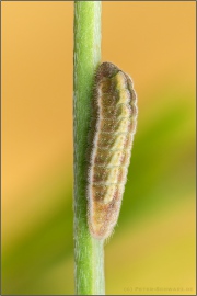 Kanarischer Bläuling Raupe (Cyclyrius webbianus) 08