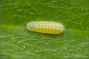 Kanarischer Bläuling Raupe (Cyclyrius webbianus) 03