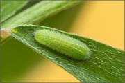 Kanarischer Bläuling Raupe (Cyclyrius webbianus) 05