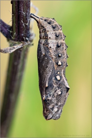 Distelfalter Puppe (Vanessa cardui) 16