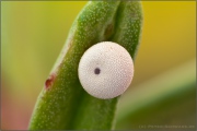 Hochalpen-Apollo Ei (Parnassius sacerdos) 06