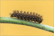 Ehrenpreis-Scheckenfalter Raupe (Melitaea aurelia) 09