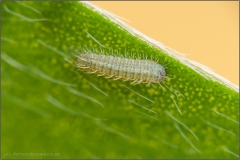 Kanarischer Bläuling Raupe (Cyclyrius webbianus) 06