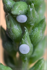 Faulbaumbläuling Ei (Celastrina argiolus) 04