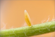 Postillon Ei (Colias croceus) 15