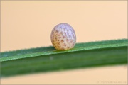 Graubindiger Mohrenfalter Ei (Erebia aethiops) 04