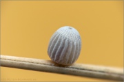 Schweizer Schillernder Mohrenfalter Ei (Erebia tyndarus) 06
