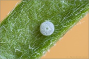 Weißdolch Bläuling Ei (Polyommatus damon) 09