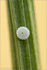 Zahnflügel-Bläuling Ei (Polyommatus daphnis) 02