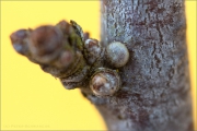 Kleiner Schlehenzipfelfalter Ei (Satyrium acaciae) 02