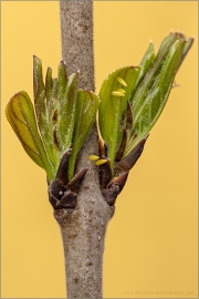 Zitronenfalter Eier (Gonepteryx rhamni) 07