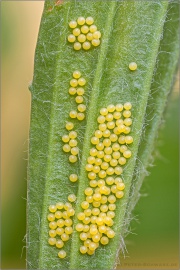 Ehrenpreis-Scheckenfalter Eier (Melitaea aurelia) 08