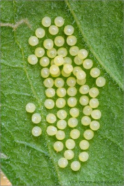 Wachtelweizen-Scheckenfalter Eier 18 (Melitaea athalia)