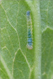 Raupe Grünaderweissling (Pieris napi) 02