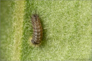 Grüner Zipfelfalter Raupe (Callophrys rubi) 09