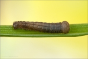 Freyers Alpen-Mohrenfalter Eiraupe (Erebia styx) 02