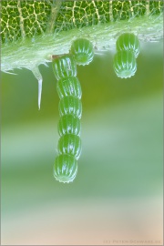 Landkärtchen Eier (Araschnia levana) 01