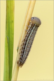 Graubindiger Mohrenfalter Raupe (Erebia aethiops) 09