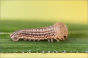 Graubindiger Mohrenfalter Raupe (Erebia aethiops) 06