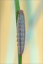 Graubindiger Mohrenfalter Raupe (Erebia aethiops) 13