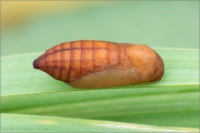 Graubindiger Mohrenfalter Puppe (Erebia aethiops) 16