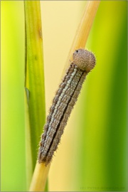 Graubindiger Mohrenfalter Raupe (Erebia aethiops) 10