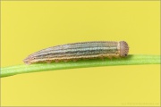 Graubindiger Mohrenfalter Raupe (Erebia aethiops) 07