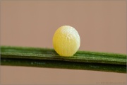 Graubindiger Mohrenfalter Ei (Erebia aethiops) 03
