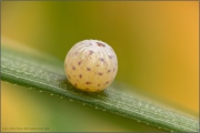 Mandeläugiger Mohrenfalter Ei (Erebia alberganus) 09