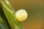 Mandeläugiger Mohrenfalter Ei (Erebia alberganus) 07