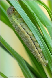 Mandeläugiger Mohrenfalter Raupe (Erebia alberganus) 19