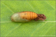 Mandeläugiger Mohrenfalter Puppe (Erebia alberganus) 22