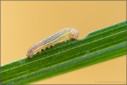 Mandeläugiger Mohrenfalter Raupe (Erebia alberganus) 10