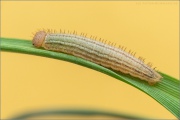 Gelbgefleckter Mohrenfalter Raupe (Erebia manto) 04