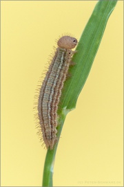 Gelbgefleckter Mohrenfalter Raupe (Erebia manto) 07