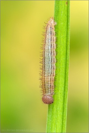 Gelbgefleckter Mohrenfalter Raupe (Erebia manto) 05