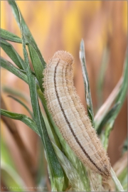 Rundaugen-Mohrenfalter Raupe (Erebia medusa) 02